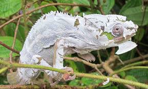 Chameleónovité: Fascinating Masters of Camouflage and Survival chameleónovité