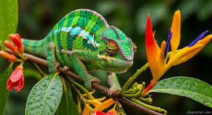 chameleónovité