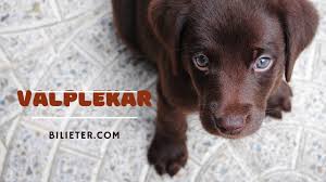 valplekar Explained: History, Identity, and Modern Relevance valplekar